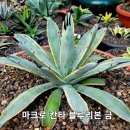 블루리본