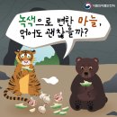초록마늘 이미지