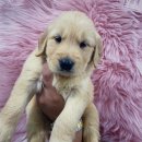 댕댕 일번가 이미지