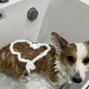 펫마켓 서구점 이미지