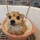 뽀샤시 펫살롱 이미지