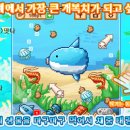 개복치마켓