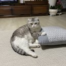 도도한 개냥이 이미지