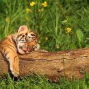 인형의 거리(호랑이 이미지