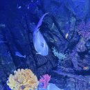 한류월드로 | 아기와 함께 코엑스 롯데월드 일산 아쿠아리움 비교 후기