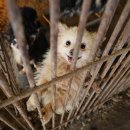 똥꼬발랄 이미지