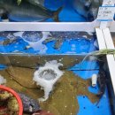 서천서해안횟집 이미지