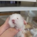 햄스터 라운지 이미지