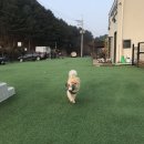 오블리 동물병원 | [가평애견펜션] 오블리펜션 엄마랑 데이트 :)