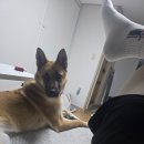 [꽃비 임보 일기] 꽃비와 함께한 한 달, 우리 집에 스며드는 중입니다. 이미지