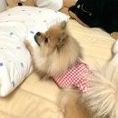 코지캣독 | [패리스독]강아지봄옷추천/런치박스 베스트/대박 귀여워!!