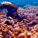세계의 명소와 풍물 36 오스트레일리아, Great Barrier Reef (대보초) 이미지