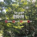 배내골펜션 솔밭휴양림 이미지