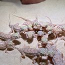 구로-구로-구로-1225 이미지