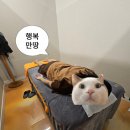 경기도 수원시 팔달구 정조로623번길 | 수원팔달구매교동 금풋샵마사지 스포츠마사지 + 귀청소 풀코스 대만족