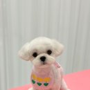 아몬드 몽몽 이미지