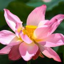 양산호수공원 이미지