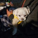 솔향기길야영장 이미지