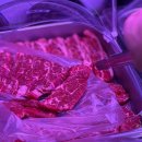 [서울/종암] 고퀄리티 소고기 돼지고기 무한리필 < 회식의 달인 종암점 > 내돈내산 후기