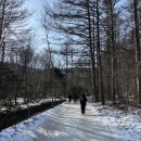 김밥왕국 | 태백산 2026년 눈꽃축제 다녀온 후기 및 꿀팁｜겨울왕국이 따로 없다!