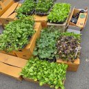 우수영5일시장(청년몰) | 현풍 5일 0일 오일장 장날 풍경, 봄 냄새 가득한 현풍시장 이야기