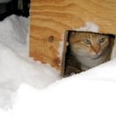 고양이 쉼터 이미지