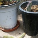 여우꼬리 이미지