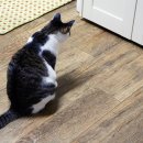 쓰담쓰담 이미지