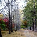 보석사   은행나무 이미지