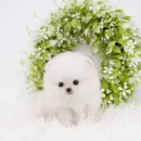 천안 강아지분양 도로시펫 이미지