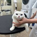 댕요일 이미지