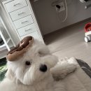 강아지 슬개골 탈구 수술후기 | 아산 배방 언제나 외과 동물병원