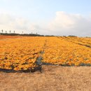 신풍농장 이미지