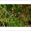 들꽃카페 이미지