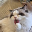 13번째고양이 이미지