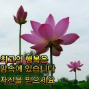 노랑병아리 이미지
