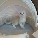 도그마루 강아지고양이 청주점 | [도그마루 강아지고양이 청주점] 청주강아지분양으로 귀여운 친구를 만나보세요!