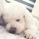 날아라벨라 이미지