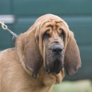 하운드펫 이미지