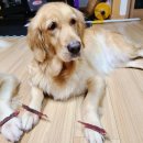 아이스크림멍냥 이미지