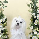 나나 펫 살롱 이미지