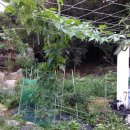 강매농장 이미지