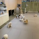 뭉뭉이네 | 평택 강아지호텔/애견호텔 ‘뭉뭉이네’ 이용후기