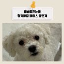 비숑빨간눈물 강아지눈물자국개선에 좋은 향기마중 페이스 클렌져