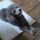 조은자리 | 강아지쿨매트 찐 애정템 후기 펫조은자리 듀라론 100% 강아지 쿨매트 여름 패드