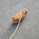 쁘니애견 이미지