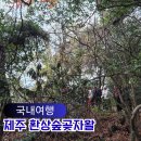 환상숲 | 제주도 아이와 가볼만한곳 환상숲 곶자왈 공원 입장료 족욕 후기