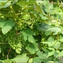 산속농원 이미지