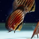 Package Selection 디스커스 분양(분양 요청 자료 Red Catana Discus 3.5G 5P + Red Griffin 이미지
