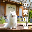 정원이네식당 | 경주 황리단길 펫존과 정원이 있는 애견 동반 식당 포롱아밀 후기